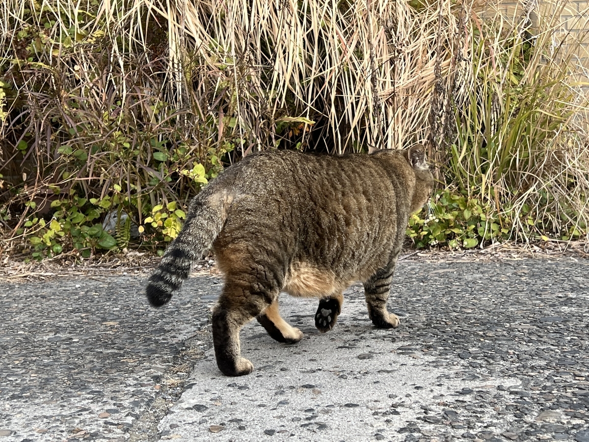 お腹パンパンにゃんこ 虫村の日記