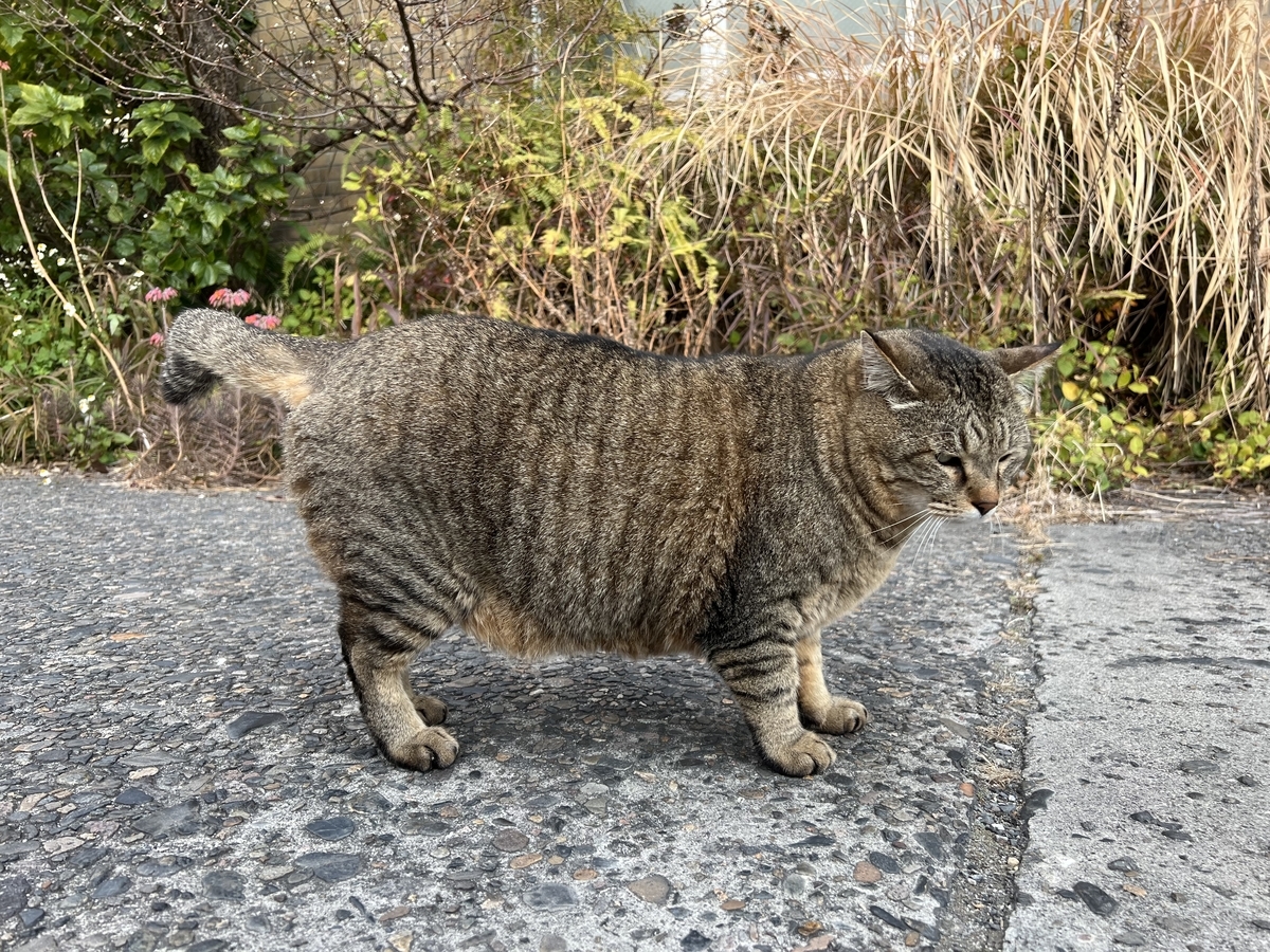 お腹パンパンにゃんこ 虫村の日記