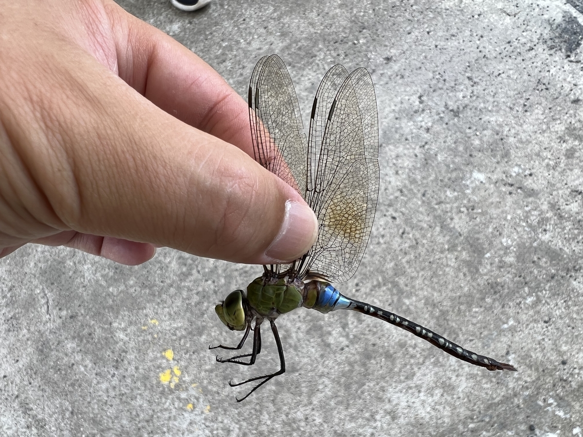 オオギンヤンマ 6月 硫黄島 虫村の日記