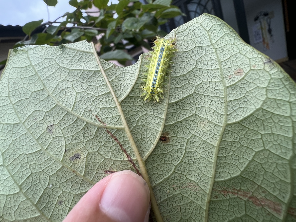 30年以上ぶりにイラガに刺される 虫村の日記