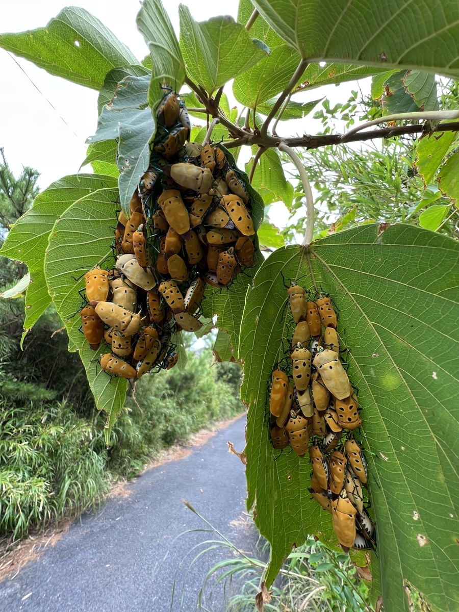 アカギカメムシの集団 - 虫村の日記