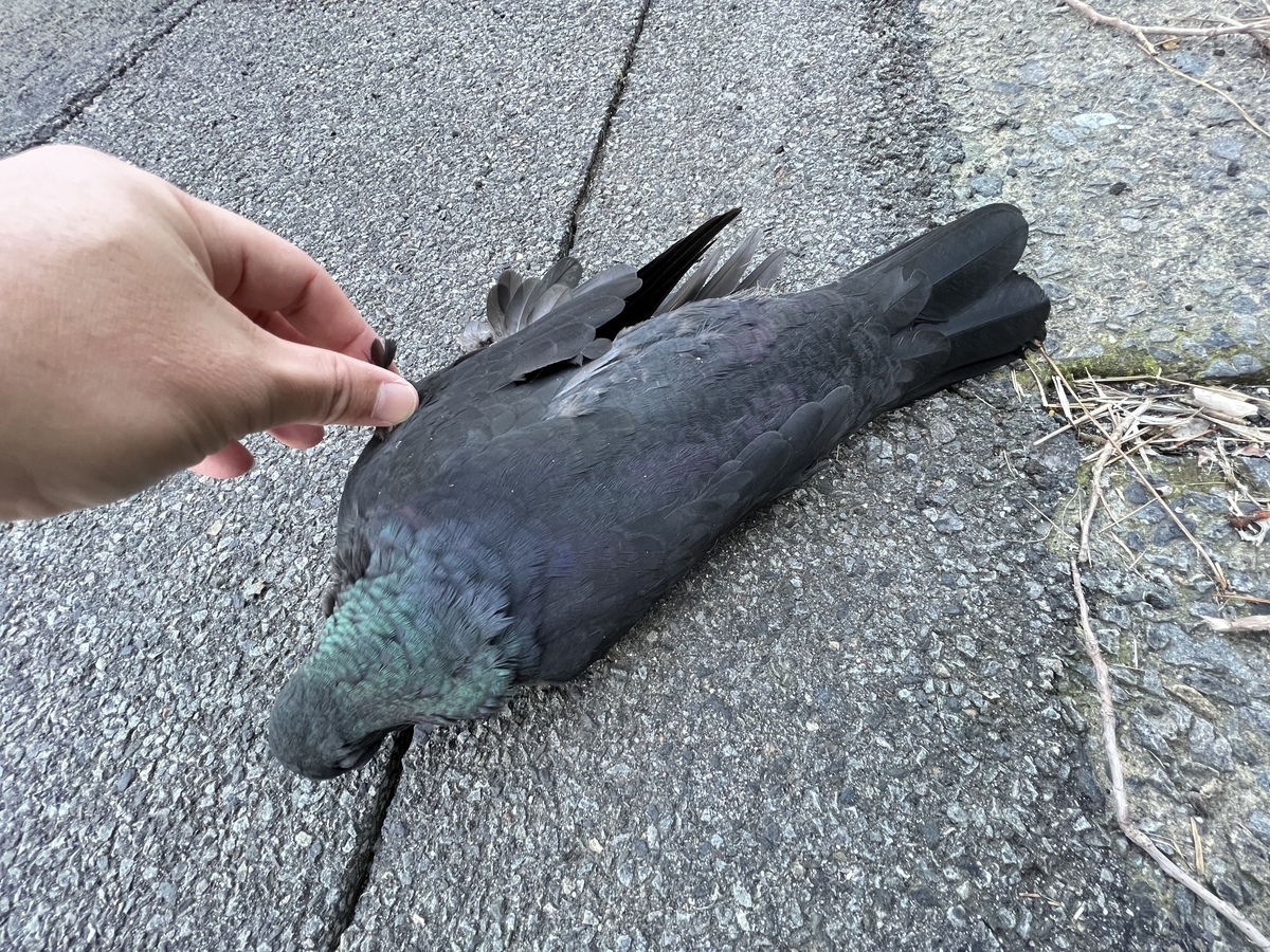 カラスバトの死骸 硫黄島 - 虫村の日記