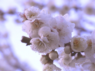 f:id:kazyee:20090221234740j:image