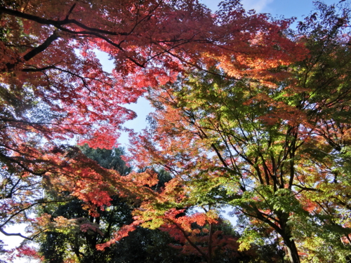 f:id:kazyee:20141123111630j:image f:id:kazyee:20141123111630j:image
