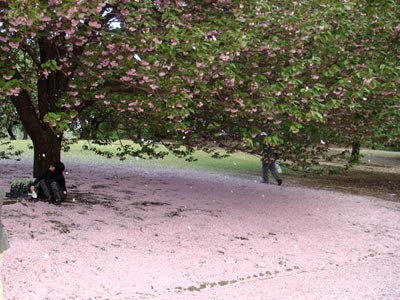 御苑八重桜