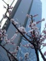 桧町公園桜