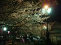 隅田公園夜桜