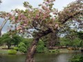 御苑桜