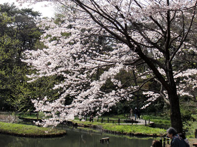 自然教育園