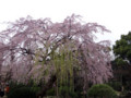 伝法院・しだれ桜