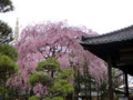 伝法院・しだれ桜