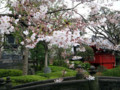 浅草寺・桜