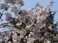 戸山公園・桜