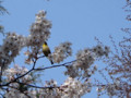 戸山公園・桜