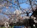 日比谷公園・桜