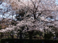 日比谷公園・桜