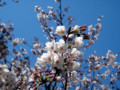 目黒川・桜