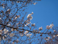 目黒川・桜