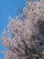 目黒川・桜