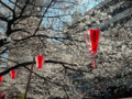 目黒川・桜