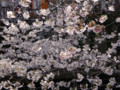 目黒川・桜