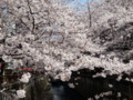 目黒川・桜