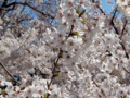 目黒川・桜