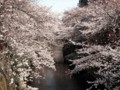 目黒川・桜