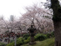 上野公園・桜