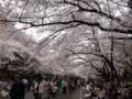 上野公園・桜