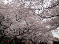 上野公園・桜