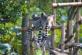 上野動物園（ワオキツネザル）