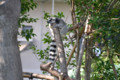 上野動物園（ワオキツネザル）