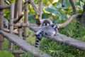 上野動物園（ワオキツネザル）