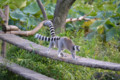 上野動物園（ワオキツネザル）