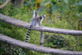 上野動物園（ワオキツネザル）