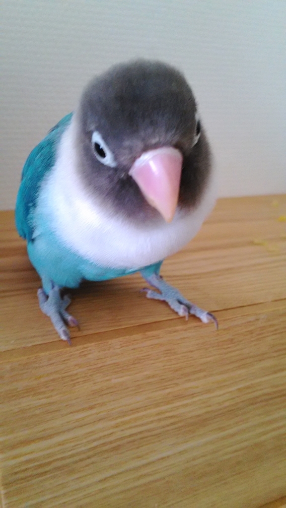 f:id:kazzzii:20170530173529j:plain