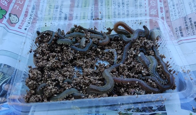 初心者の釣り知識 青イソメの保存方法 穏やかライフ だいちゃん Blog