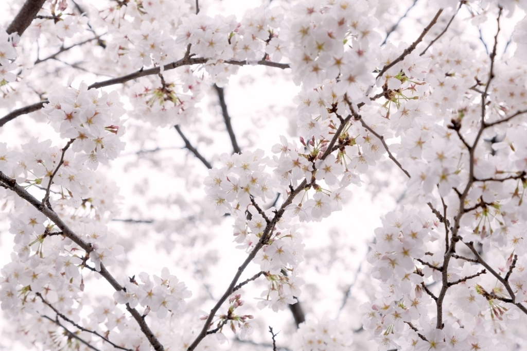 f:id:kdang:20180329111958j:plain f:id:kdang:20180329111958j:plain