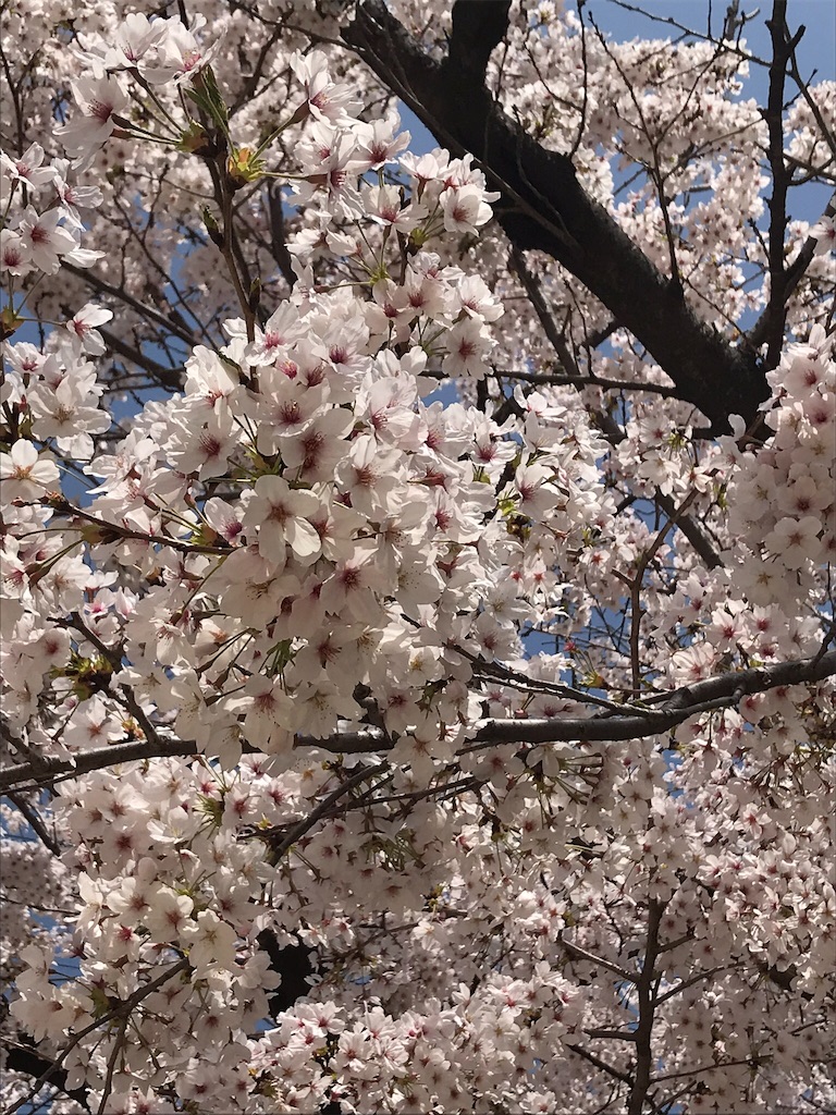 f:id:kdnusa:20180401182955j:image