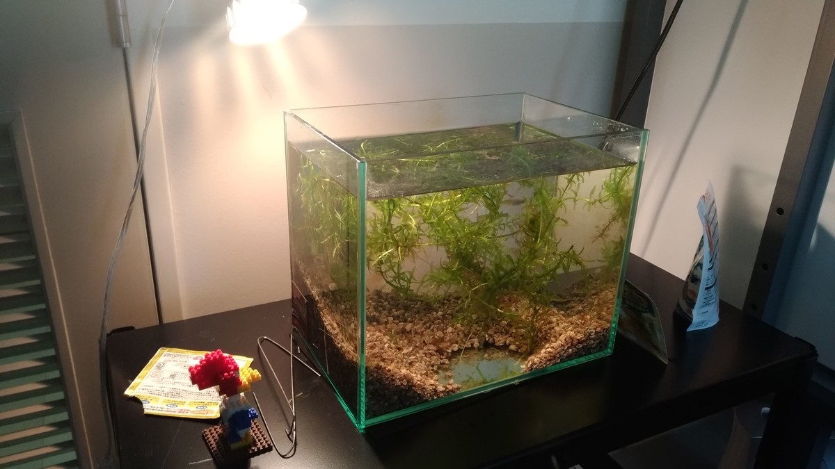 f:id:ke_takahashi:20190408154552j:plain