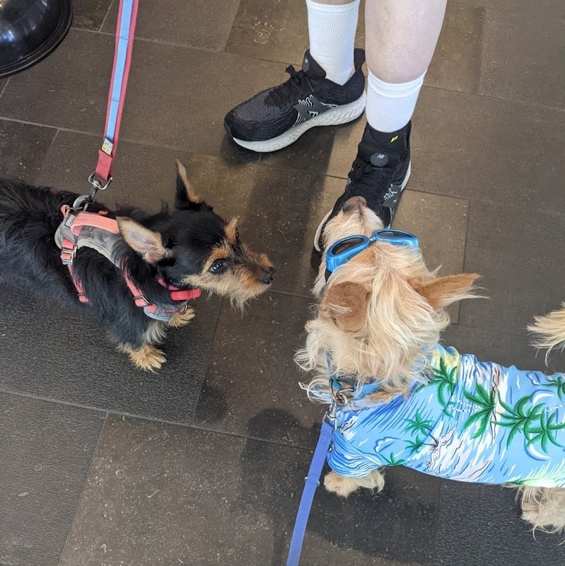 ワクチン色々 - ハワイで愛犬とセミリタイア生活
