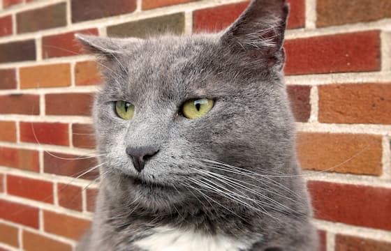 f:id:keatn:20200328164225j:plain f:id:keatn:20200328164225j:plain