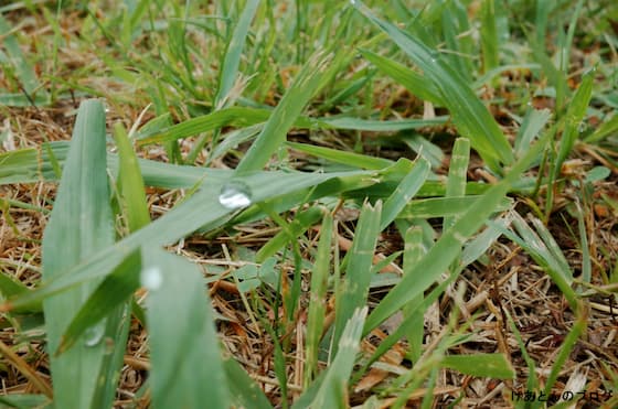 f:id:keatn:20200607103615j:plain f:id:keatn:20200607103615j:plain