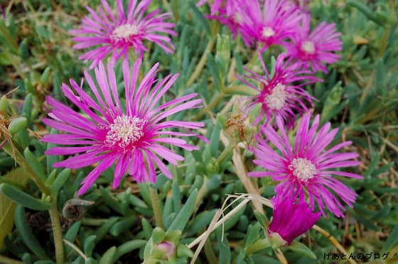 f:id:keatn:20200607103622j:plain f:id:keatn:20200607103622j:plain