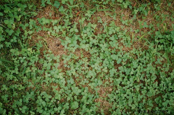 f:id:keatn:20200607103631j:plain f:id:keatn:20200607103631j:plain