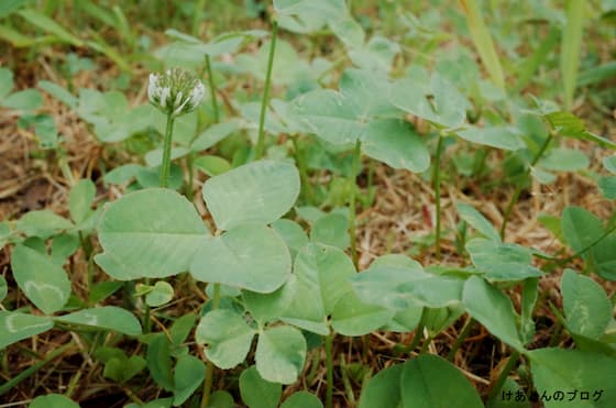 f:id:keatn:20200607103634j:plain f:id:keatn:20200607103634j:plain