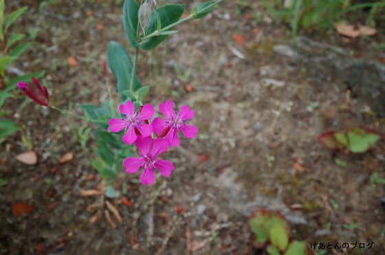 f:id:keatn:20200607103651j:plain f:id:keatn:20200607103651j:plain