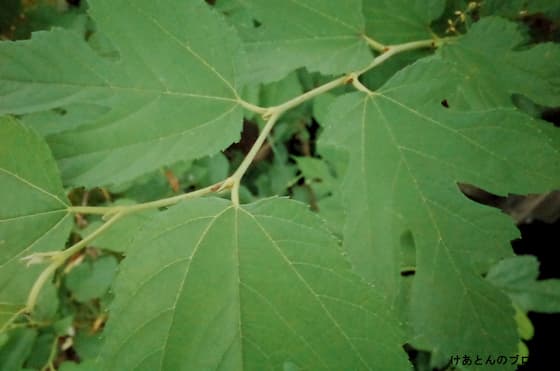 f:id:keatn:20200607103656j:plain f:id:keatn:20200607103656j:plain