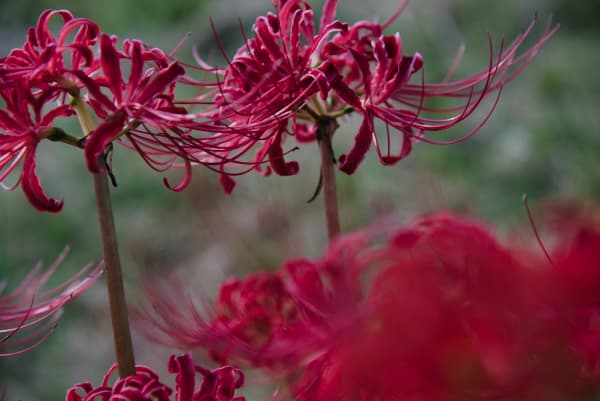 自動補正をした失敗写真